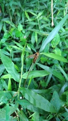 Megacampsomeris prismatica