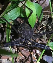 Heterophrynus boterorum