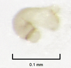 Orthoperus atomarius