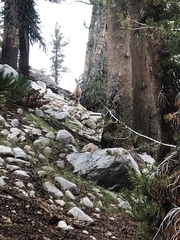 Odocoileus hemionus inyoensis