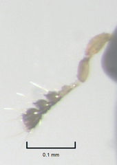 Orthoperus atomarius