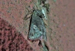 Copanarta aurea