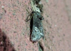 Copanarta aurea
