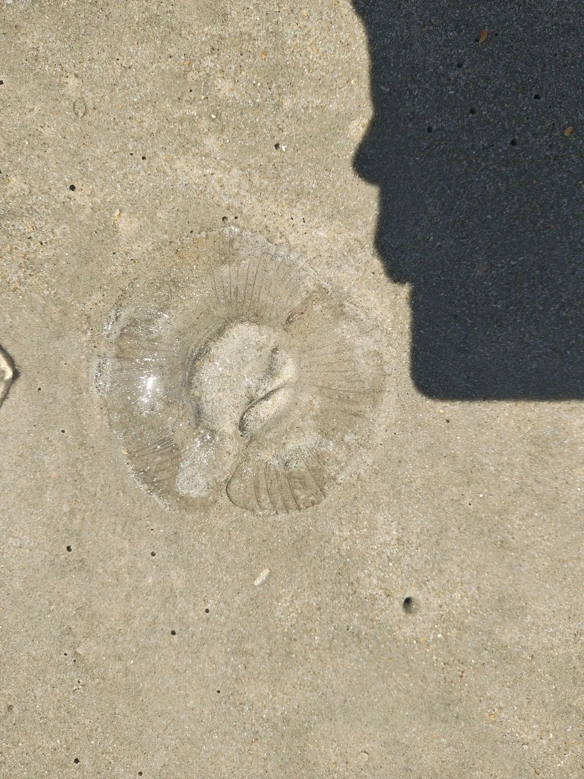 Rhacostoma atlanticum L.Agassiz, 1851