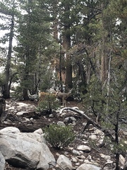 Odocoileus hemionus inyoensis