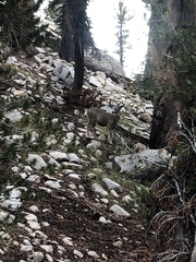 Odocoileus hemionus inyoensis