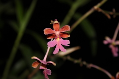Epidendrum schweinfurthianum