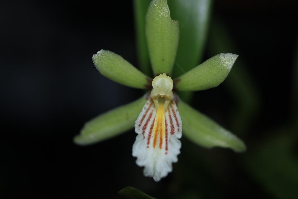 Cischweinfia platychila
