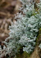 Stereocaulon corticatulum