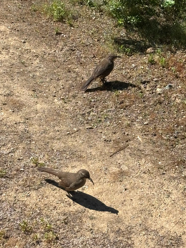iNaturalist observation photo of California Thrasher