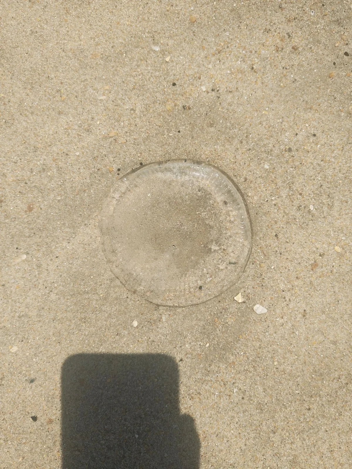 Rhacostoma atlanticum L.Agassiz, 1851