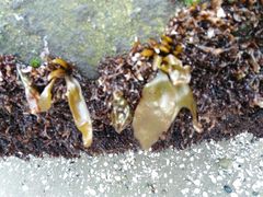 Mazzaella laminarioides