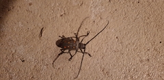 Batocera frenchi