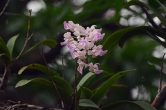 Aerides crispa, photograph (c) chiragmunje, some rights reserved (CC BY)