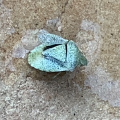 Tepa