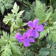 Geranium yeoi