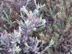 Chloropyron maritimum maritimum