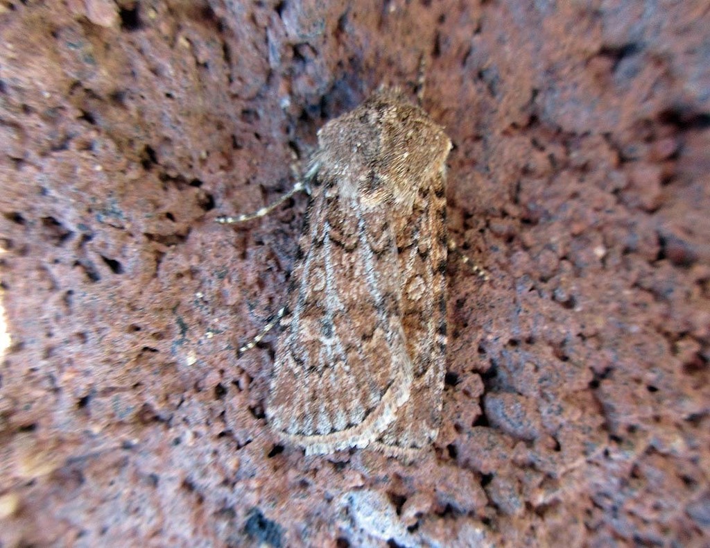 Euxoa camalpa