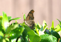 Polygonia interrogationis