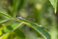 Aciagrion occidentale