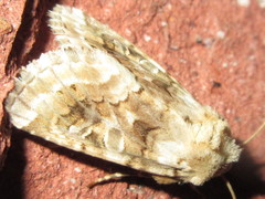 Hadena aberrans