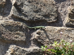 Podarcis muralis