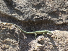 Podarcis muralis
