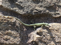 Podarcis muralis