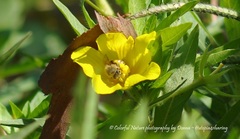 Apis mellifera