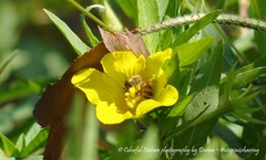 Apis mellifera
