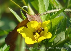 Apis mellifera