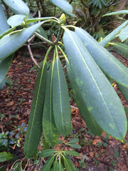 Rhododendron × hybridum