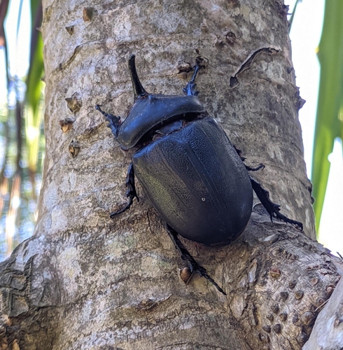 Oryctes gigas · iNaturalist