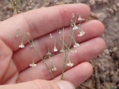 Eriogonum cernuum