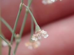 Eriogonum cernuum