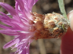 Centaurea × moncktonii