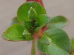 Ludwigia epilobioides
