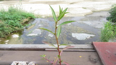 Ludwigia epilobioides
