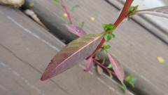 Ludwigia epilobioides