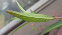 Ludwigia epilobioides