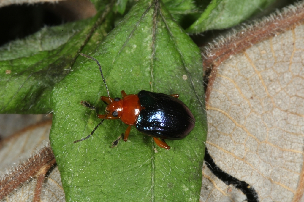 Chalcophana godmani