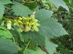 Acer ukurunduense