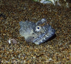 Brachysomophis crocodilinus