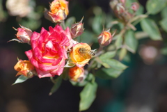 Apis mellifera