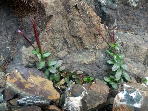 Image of Epilobium clavatum by (c) J Straka, some rights reserved (CC BY)