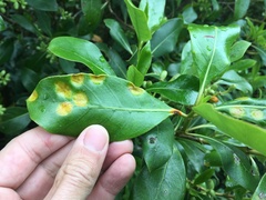 Puccinia coprosmae