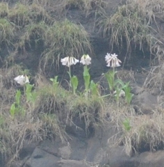 Crinum latifolium