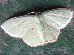 Comostola subtiliaria