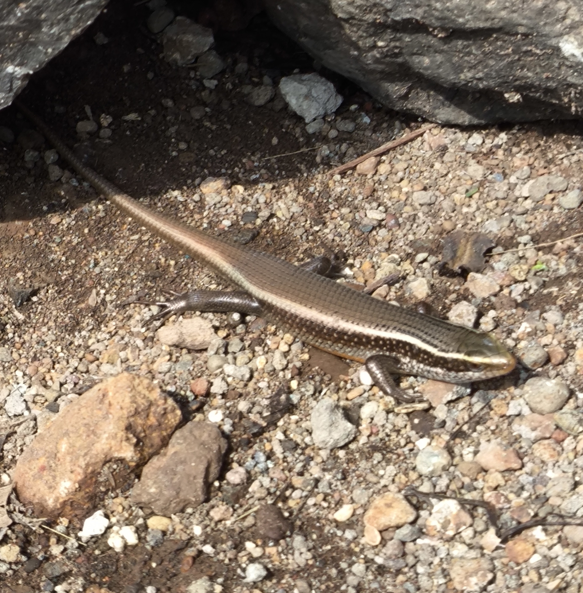 Keeled Indian Skink