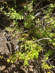Rosa spithamea